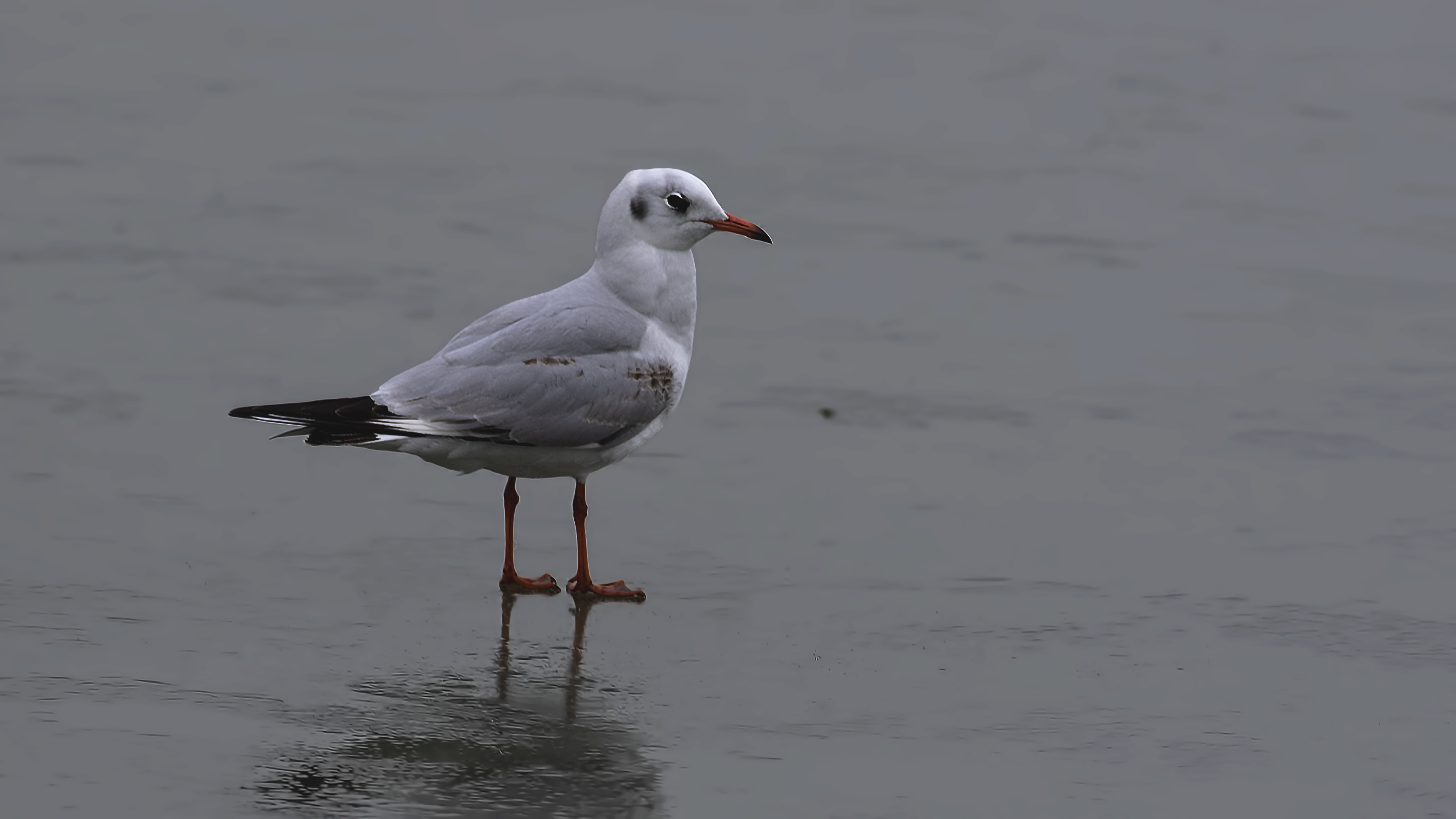 Black-headed Gull